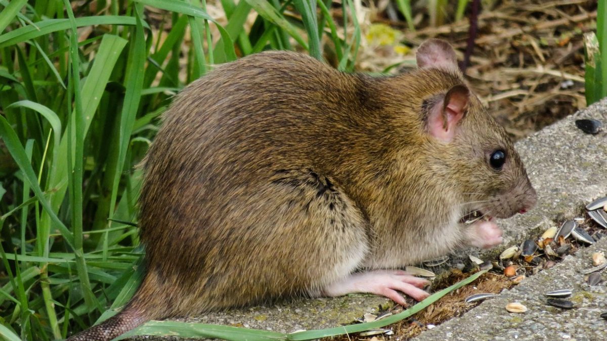 Comment lutter contre les rats à Rennes ?