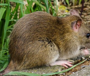 Comment lutter contre les rats à Rennes ?