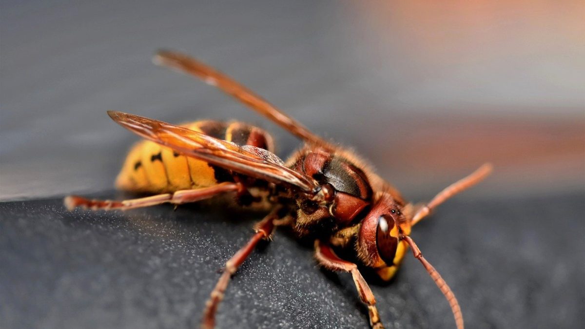 Un nid de frelons s'est invité dans le jardin : comment s'en débarrasser ?