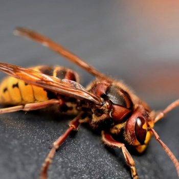Un nid de frelons s'est invité dans le jardin : comment s'en débarrasser ?