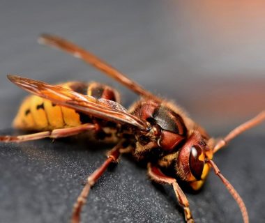 Un nid de frelons s'est invité dans le jardin : comment s'en débarrasser ?