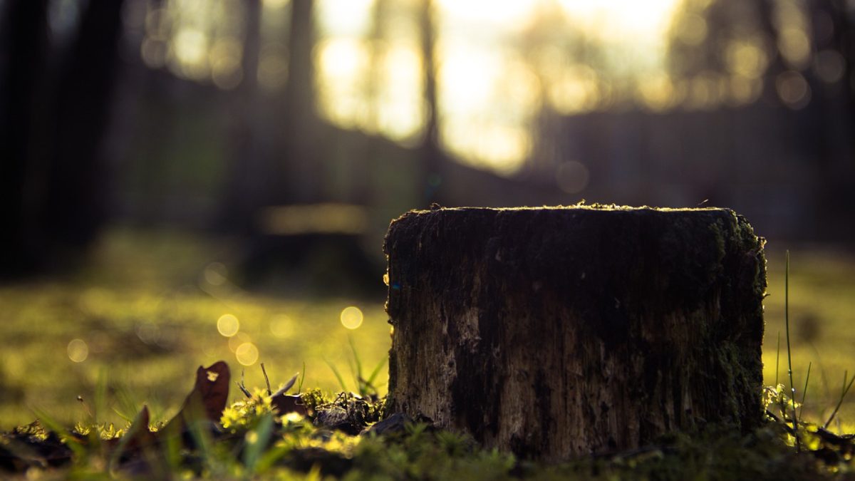 Comment détruire une souche d'arbre avec du vinaigre blanc ?