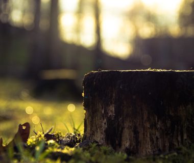 Comment détruire une souche d'arbre avec du vinaigre blanc ?